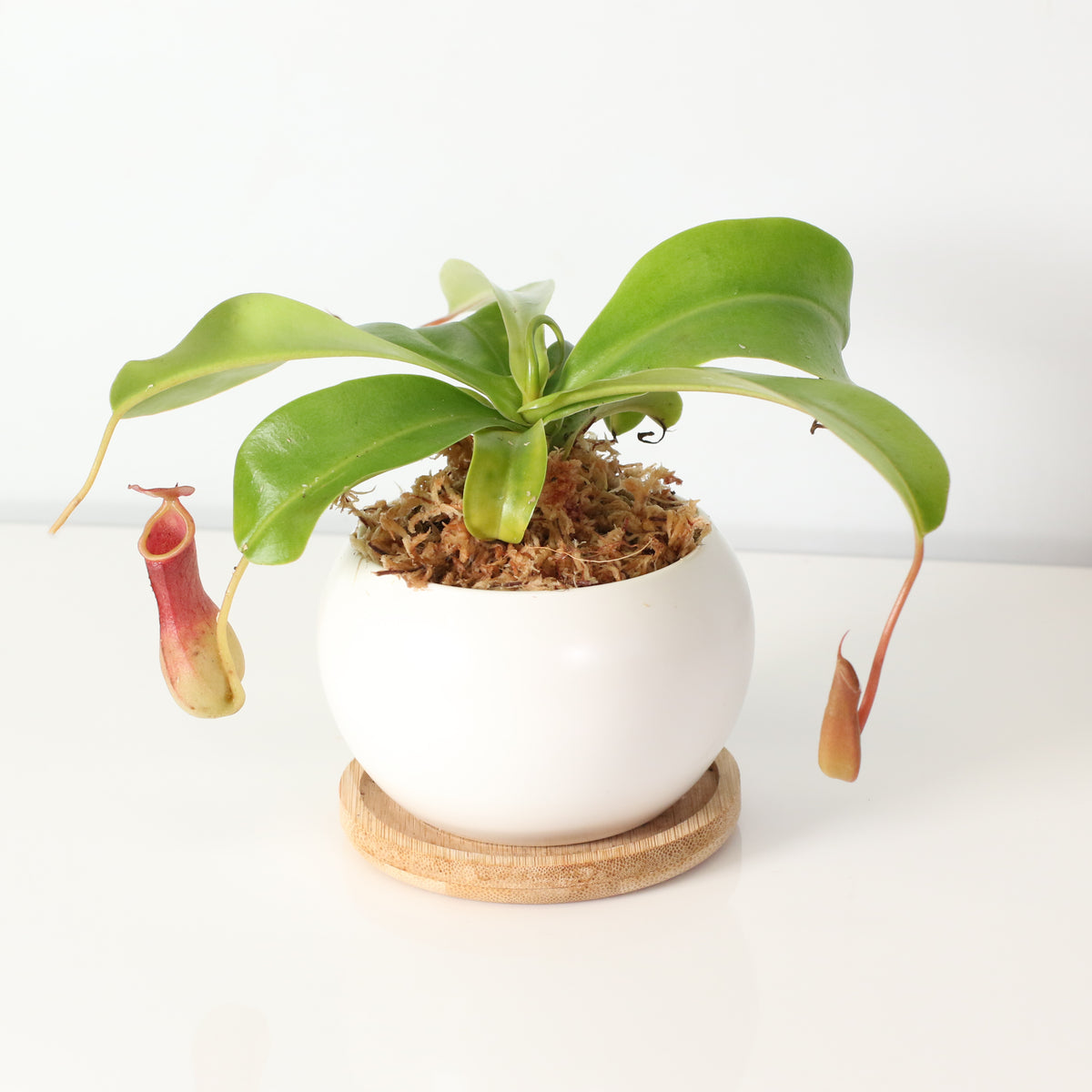 Tropical Pitcher Plant Nepenthes Alata Carnivorous