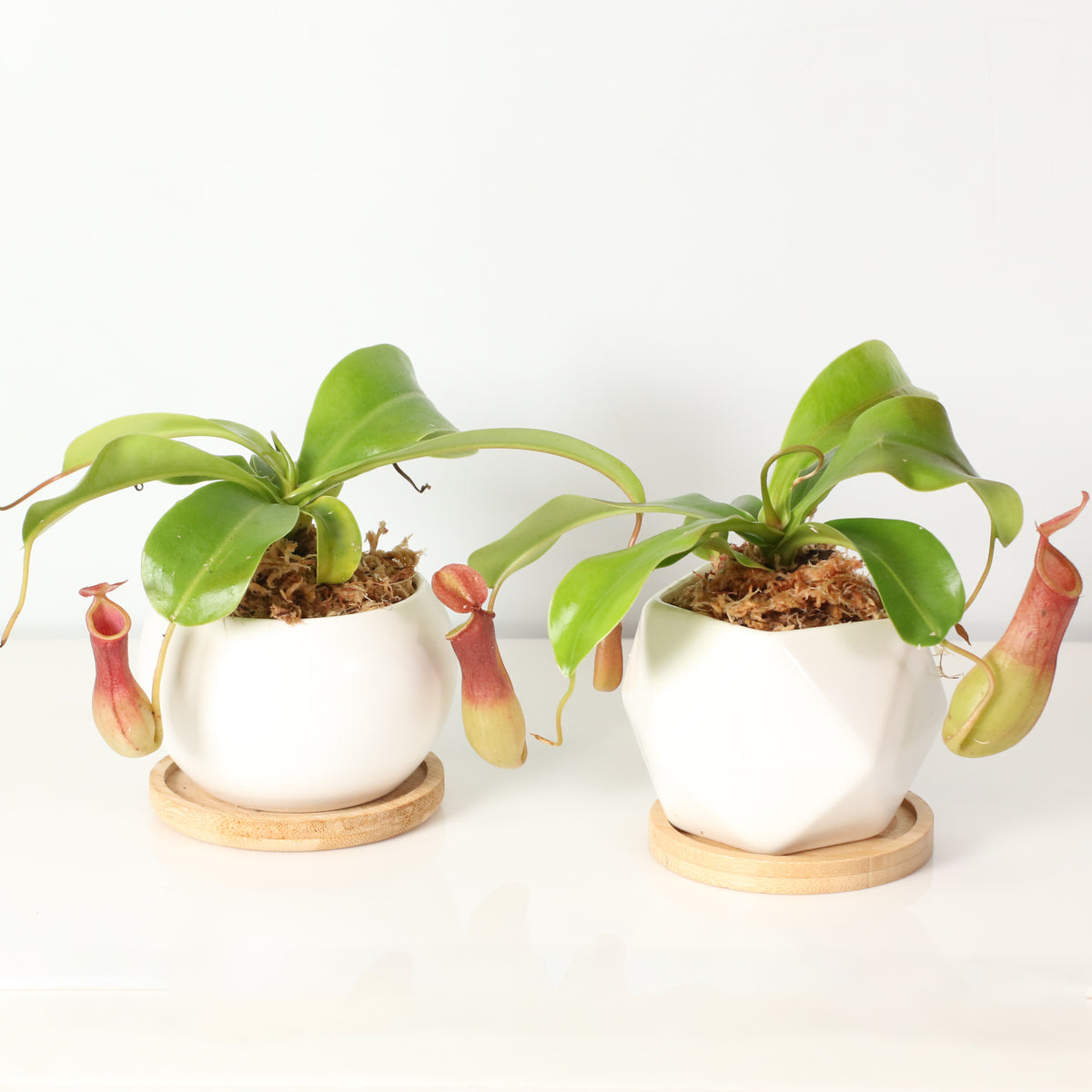 Tropical Pitcher Plant Nepenthes Alata Carnivorous