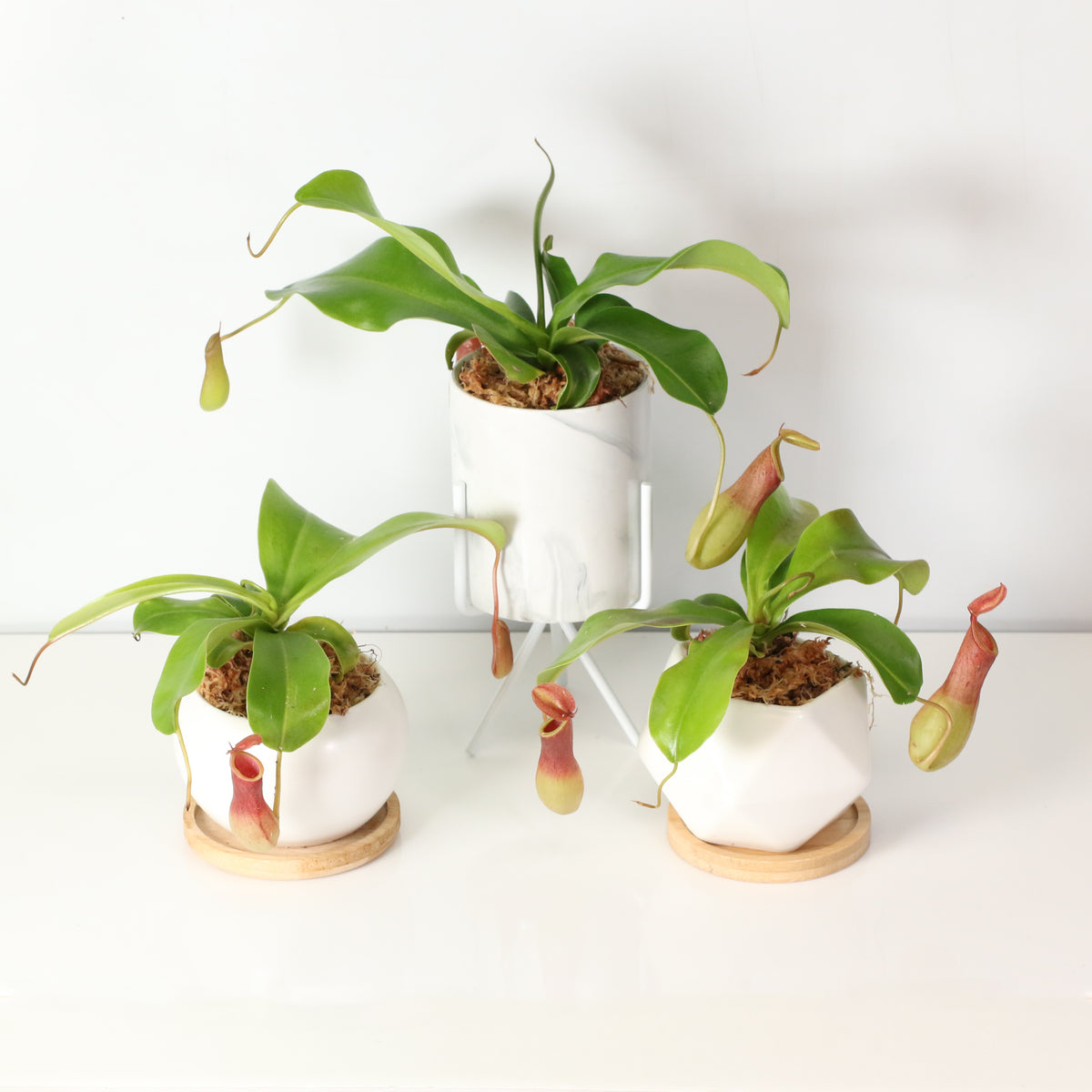 Tropical Pitcher Plant Nepenthes Alata Carnivorous