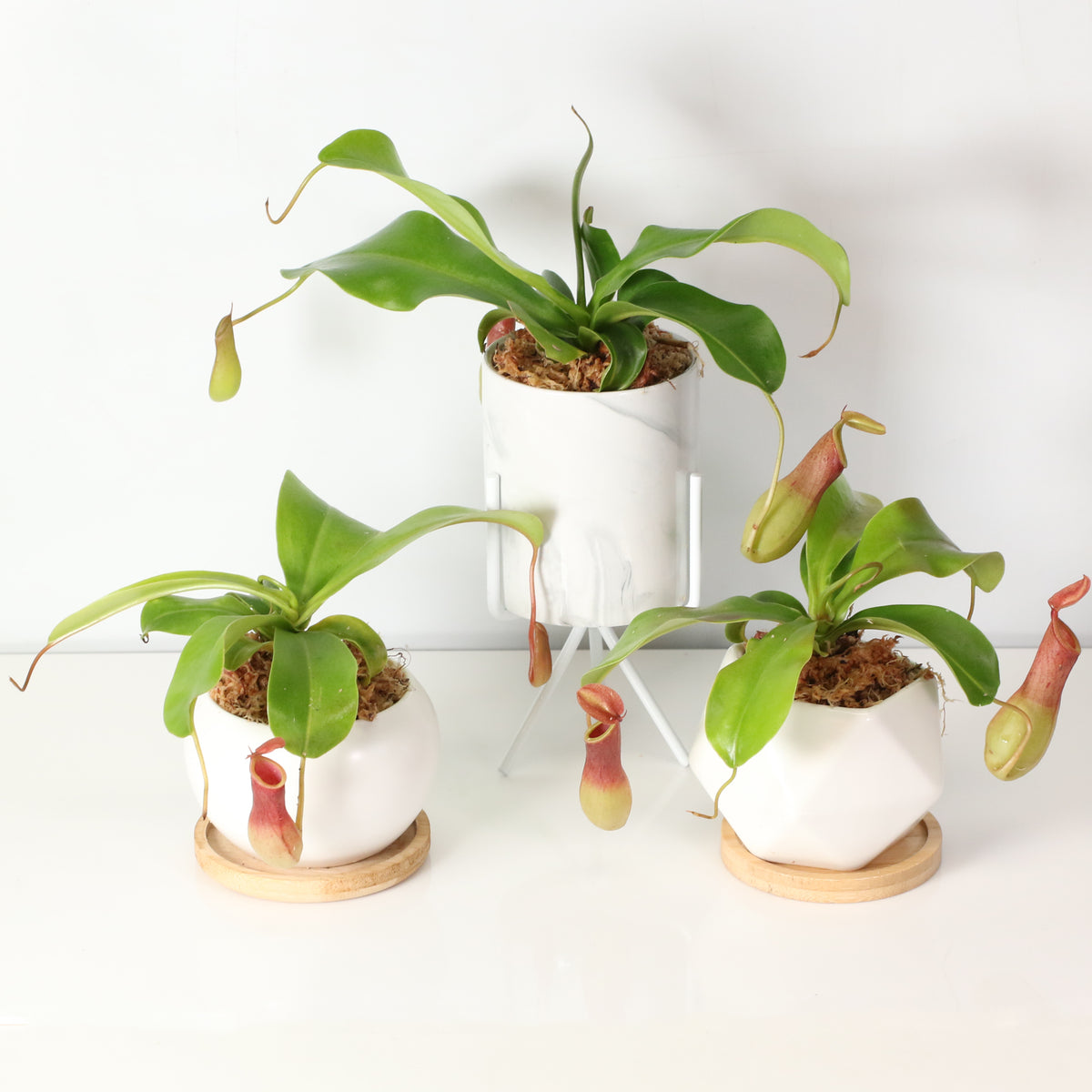 Tropical Pitcher Plant Nepenthes Alata Carnivorous