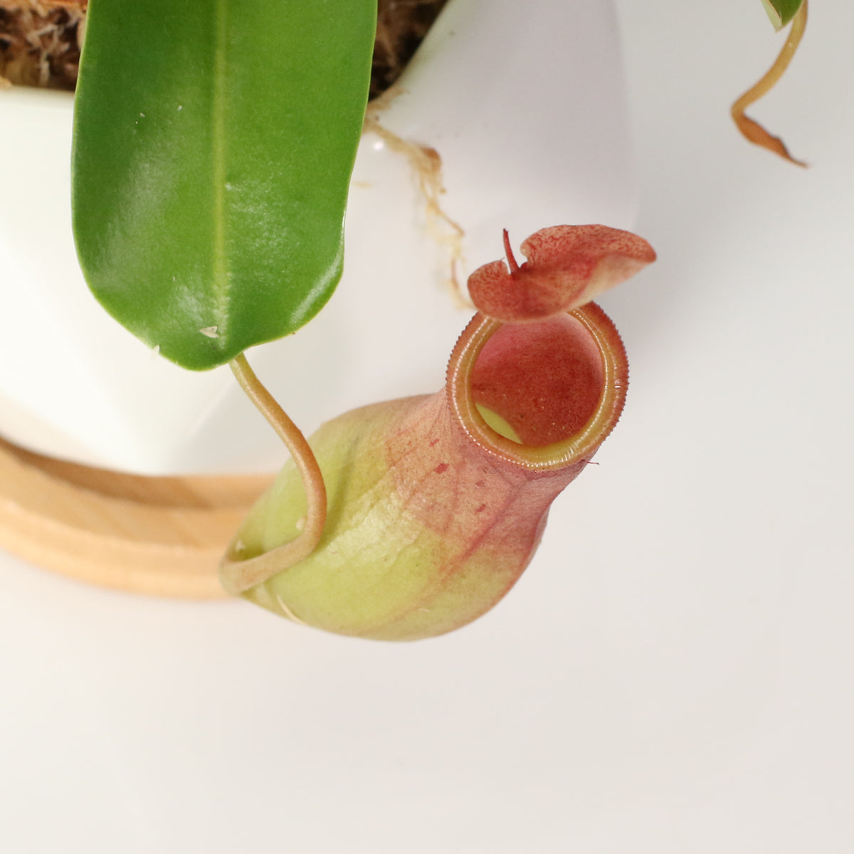 Tropical Pitcher Plant Nepenthes Alata Carnivorous