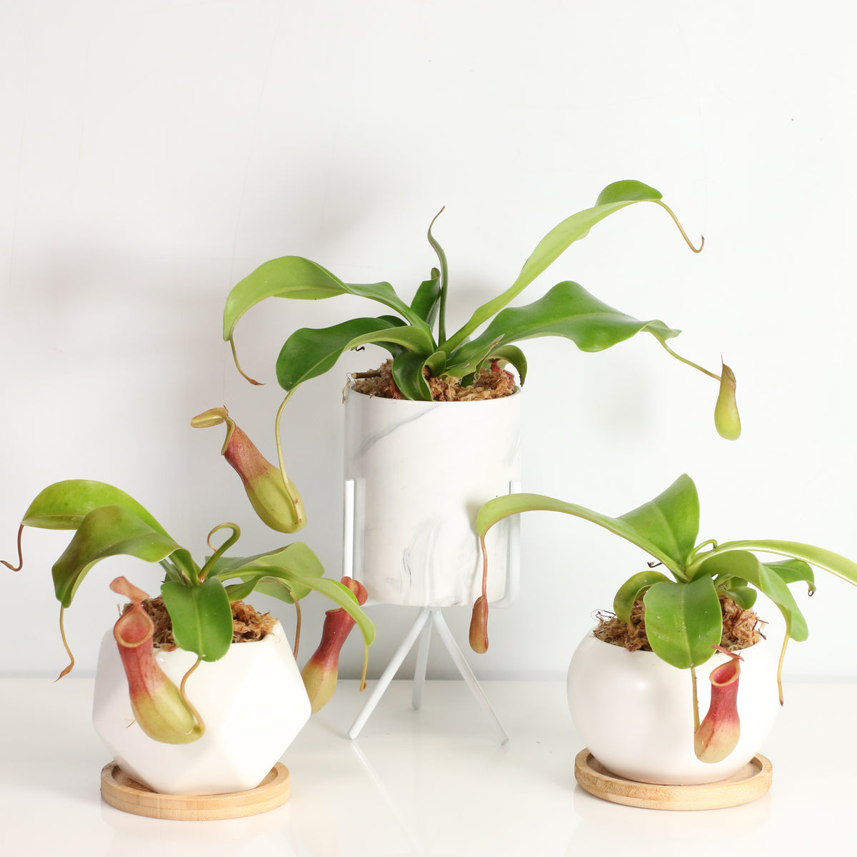 Tropical Pitcher Plant Nepenthes Alata Carnivorous