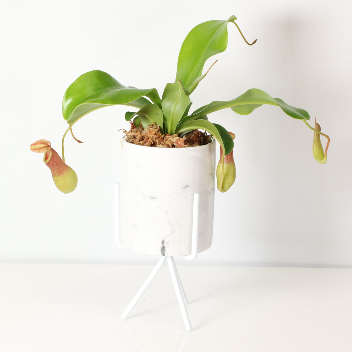 Tropical Pitcher Plant Nepenthes Alata Carnivorous