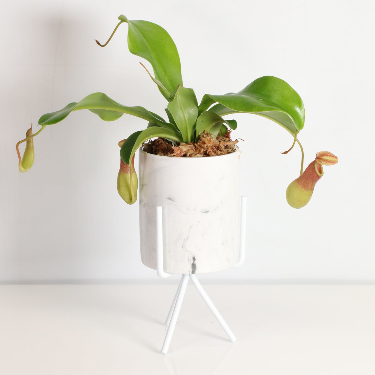 Tropical Pitcher Plant Nepenthes Alata Carnivorous