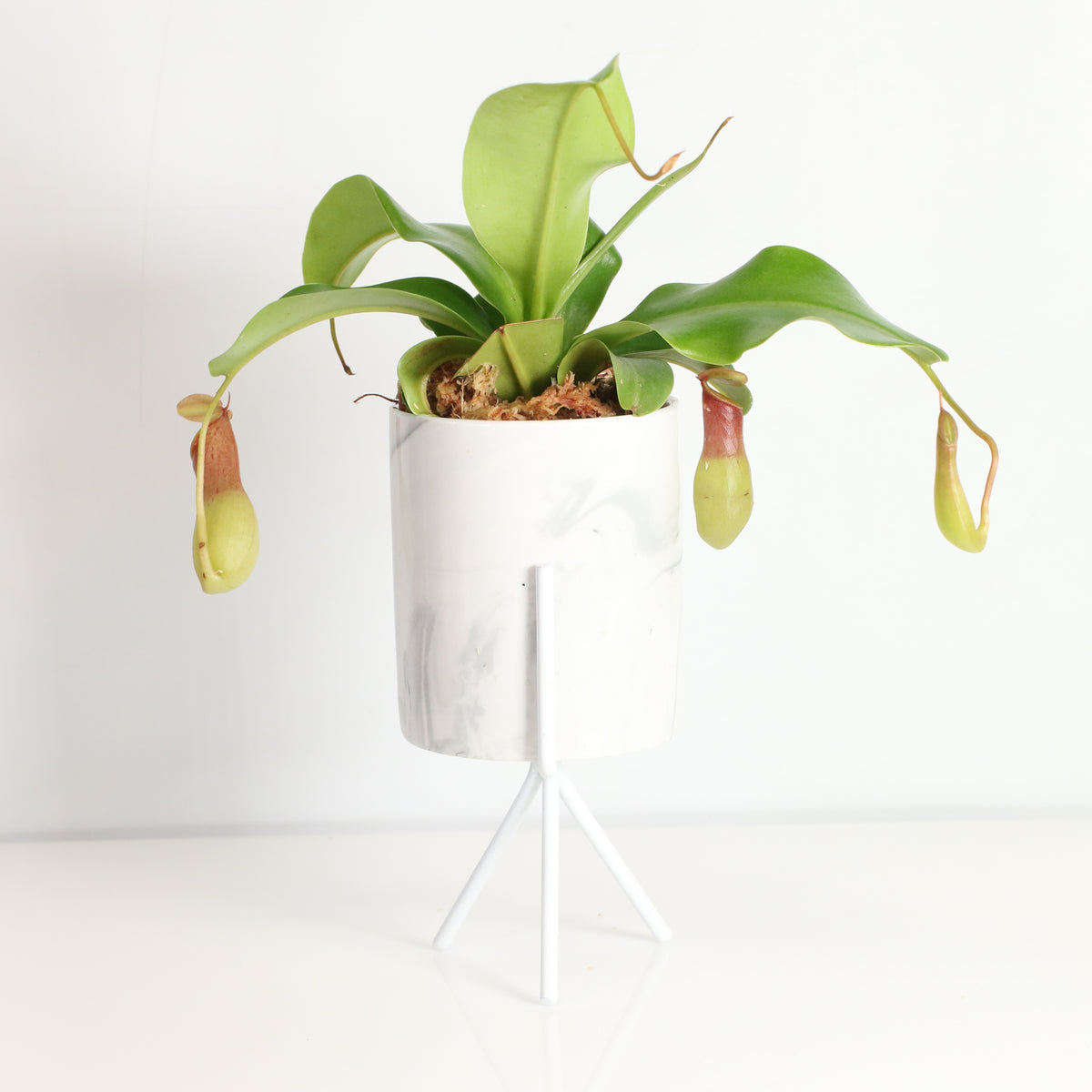 Tropical Pitcher Plant Nepenthes Alata Carnivorous