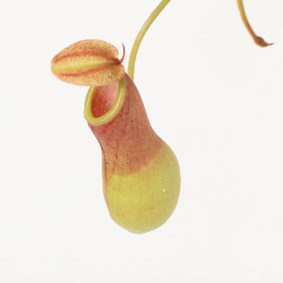Tropical Pitcher Plant Nepenthes Alata Carnivorous