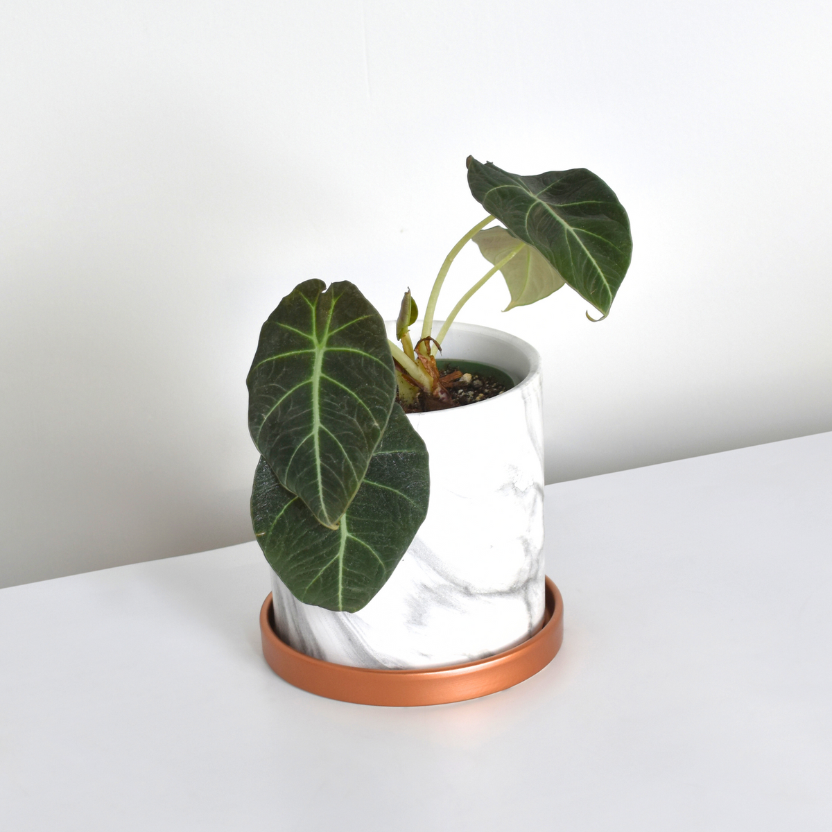 Alocasia Black Velvet plant