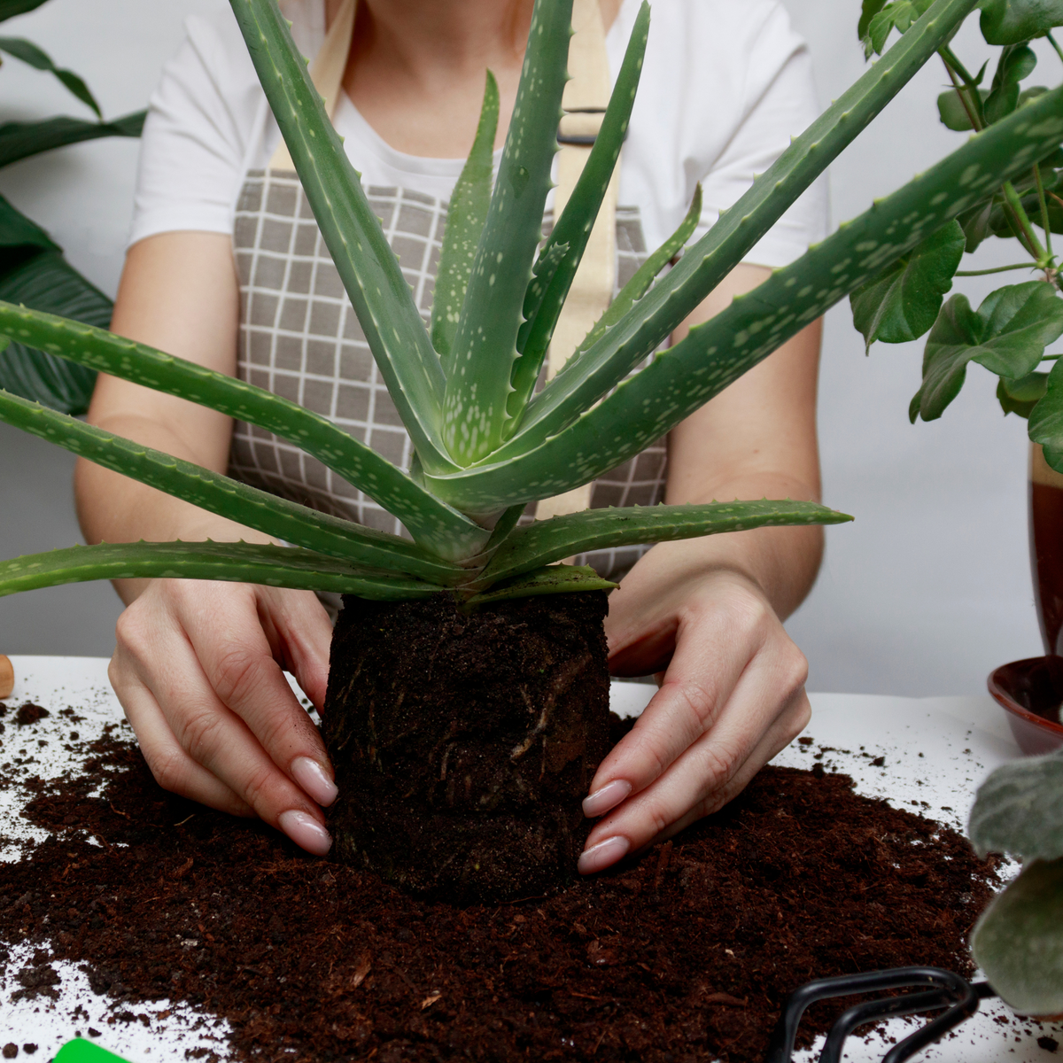 Aloe Vera Plant