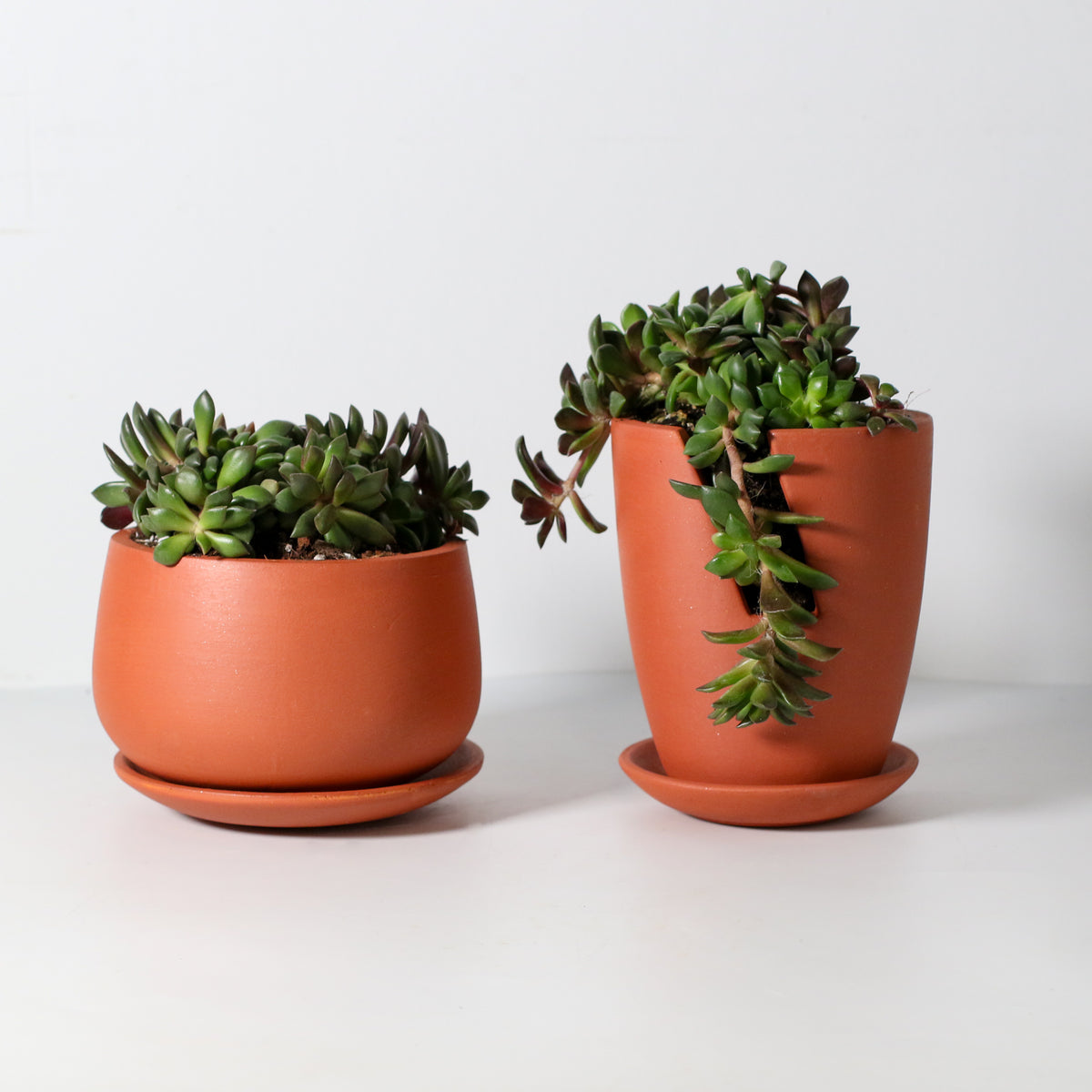 Aurora Rainbow Sand Rose Succulent