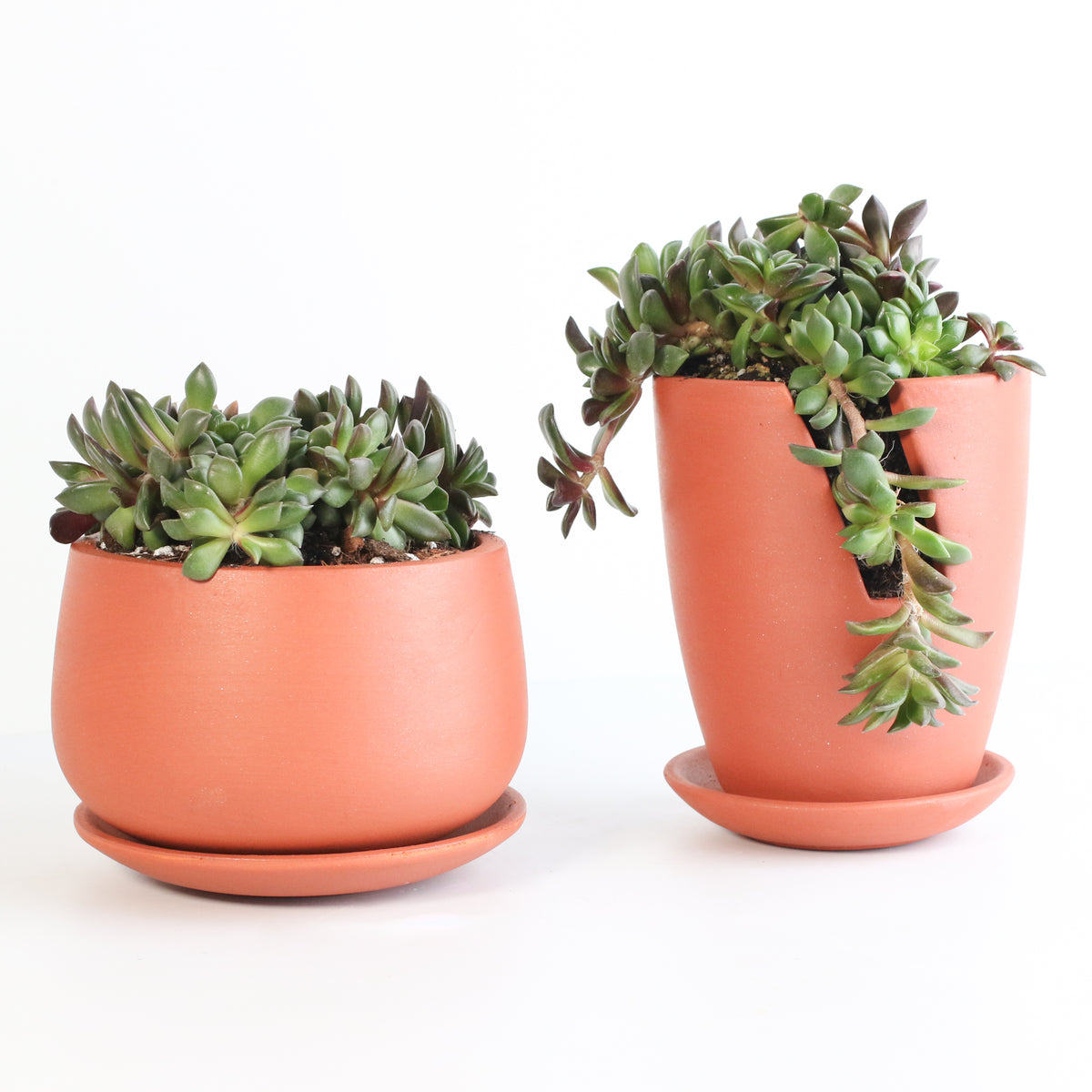 Aurora Rainbow Sand Rose Succulent