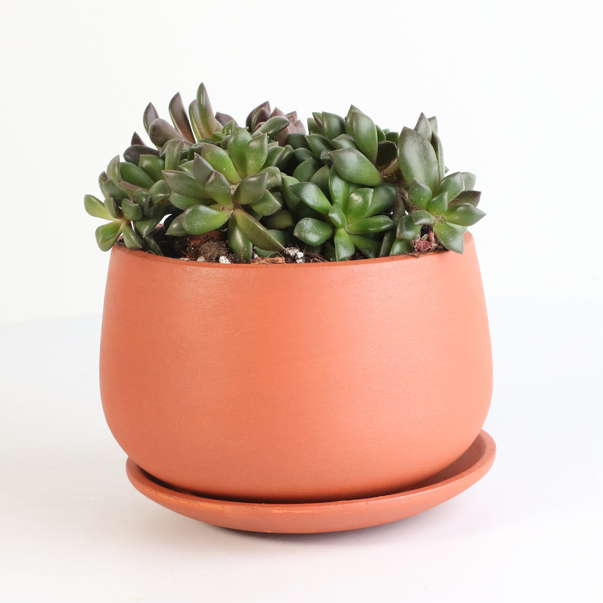 Aurora Rainbow Sand Rose Succulent