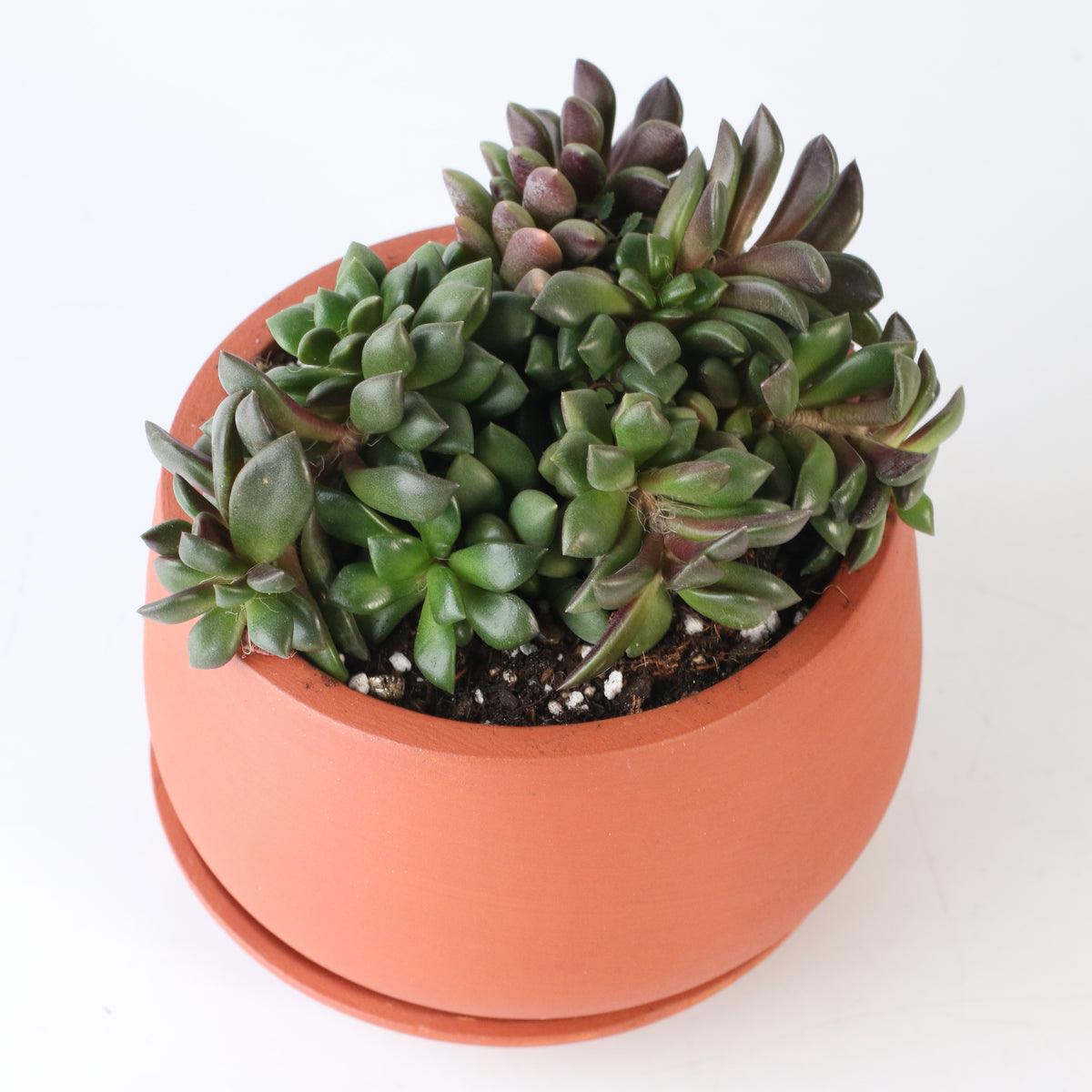 Aurora Rainbow Sand Rose Succulent