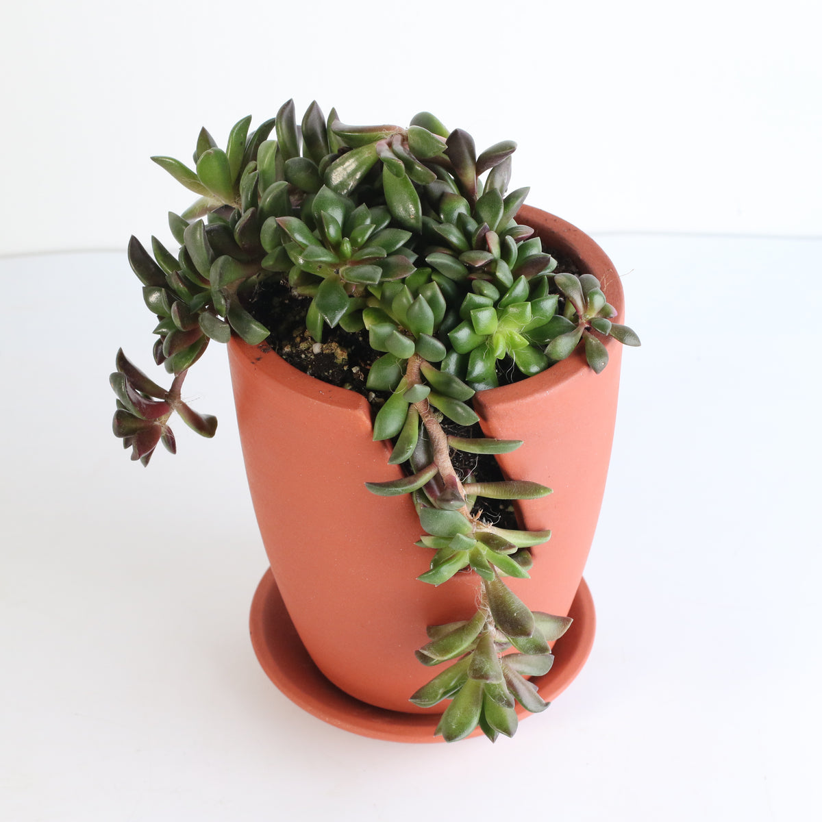 Aurora Rainbow Sand Rose Succulent