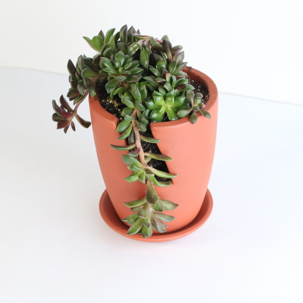 Aurora Rainbow Sand Rose Succulent