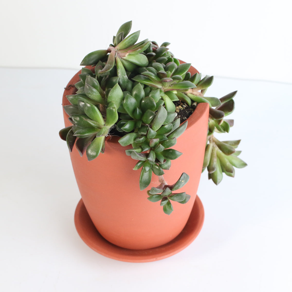 Aurora Rainbow Sand Rose Succulent