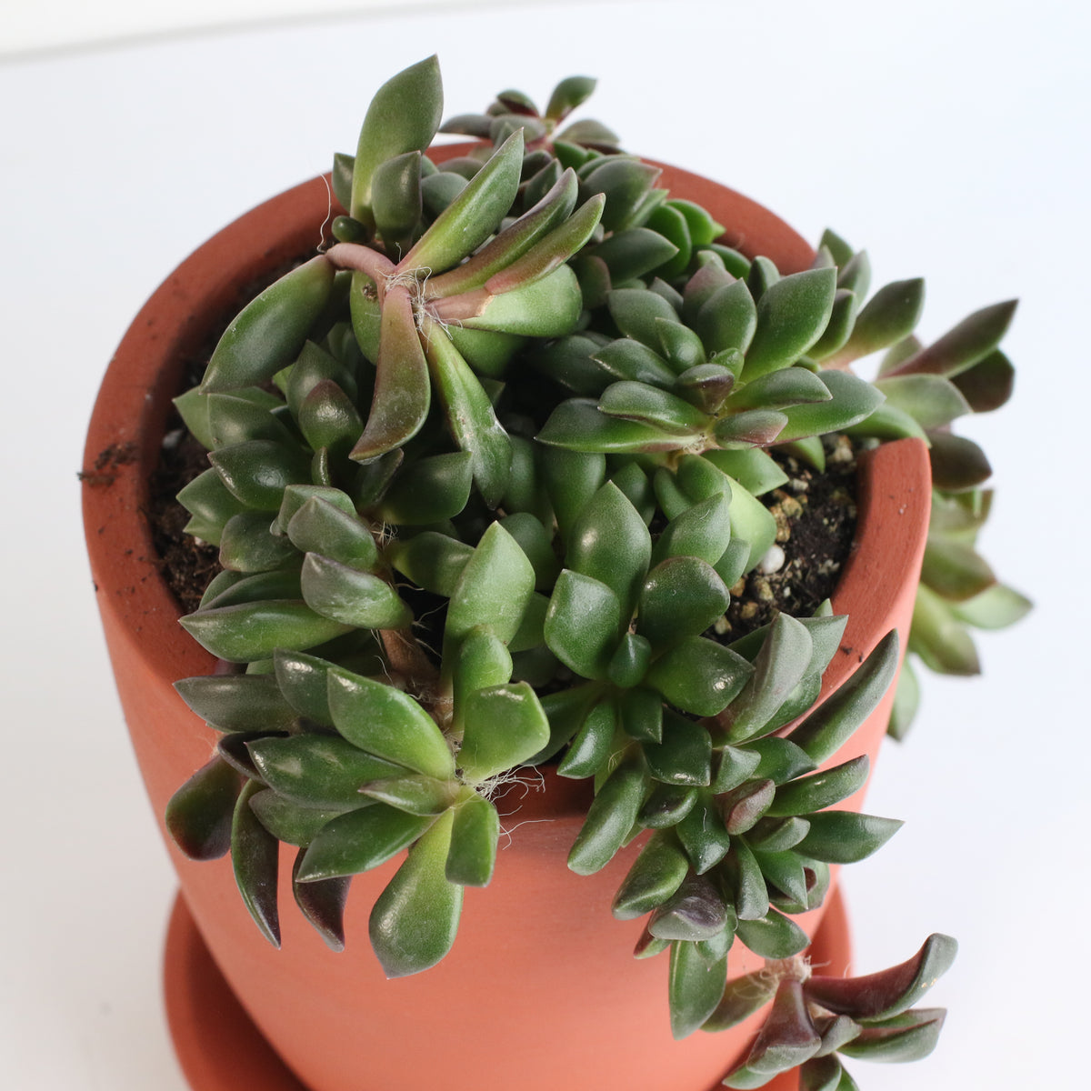 Aurora Rainbow Sand Rose Succulent