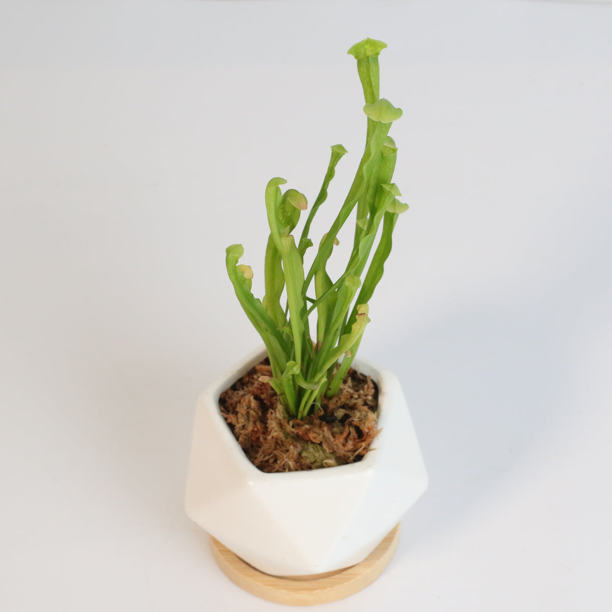 Sarracenia BUG BAT Trumpet Pitcher Carnivorous Plant