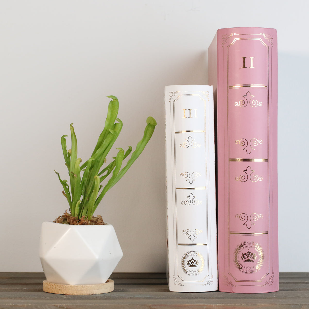 Sarracenia BUG BAT Trumpet Pitcher Carnivorous Plant