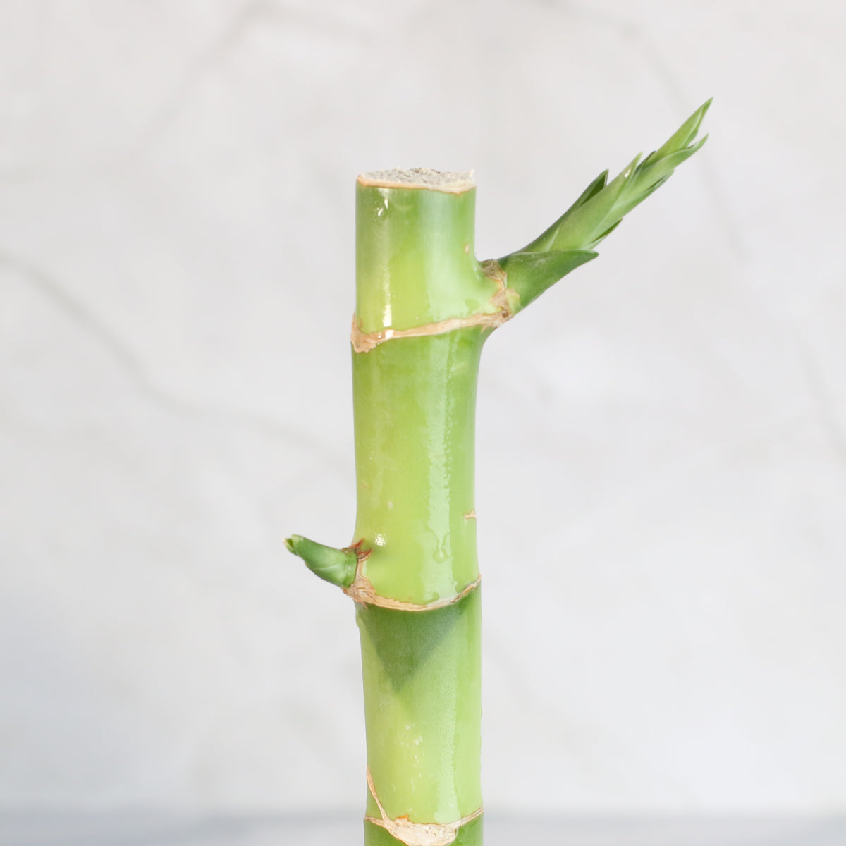 Lucky Bamboo Water Plant 2XL 48"