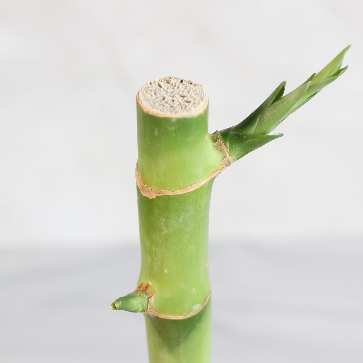 Lucky Bamboo Water Plant 2XL 48"