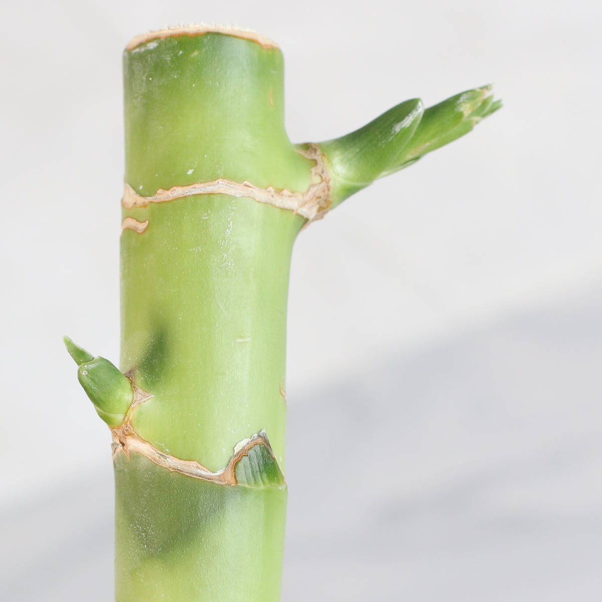 Lucky Bamboo Water Plant 2XL 48"