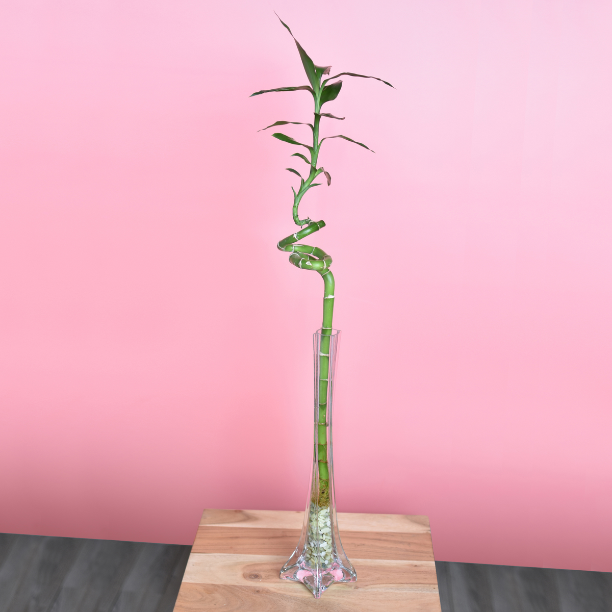 Lucky Bamboo Twists Water Plant