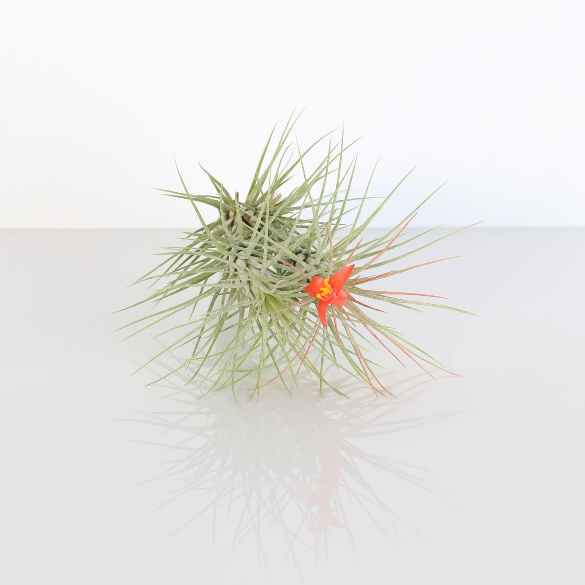Air Plant Bareroot Tillandsia Funckiana