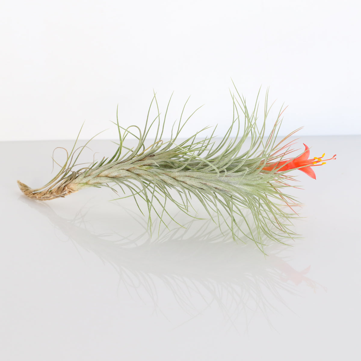 Air Plant Bareroot Tillandsia Funckiana