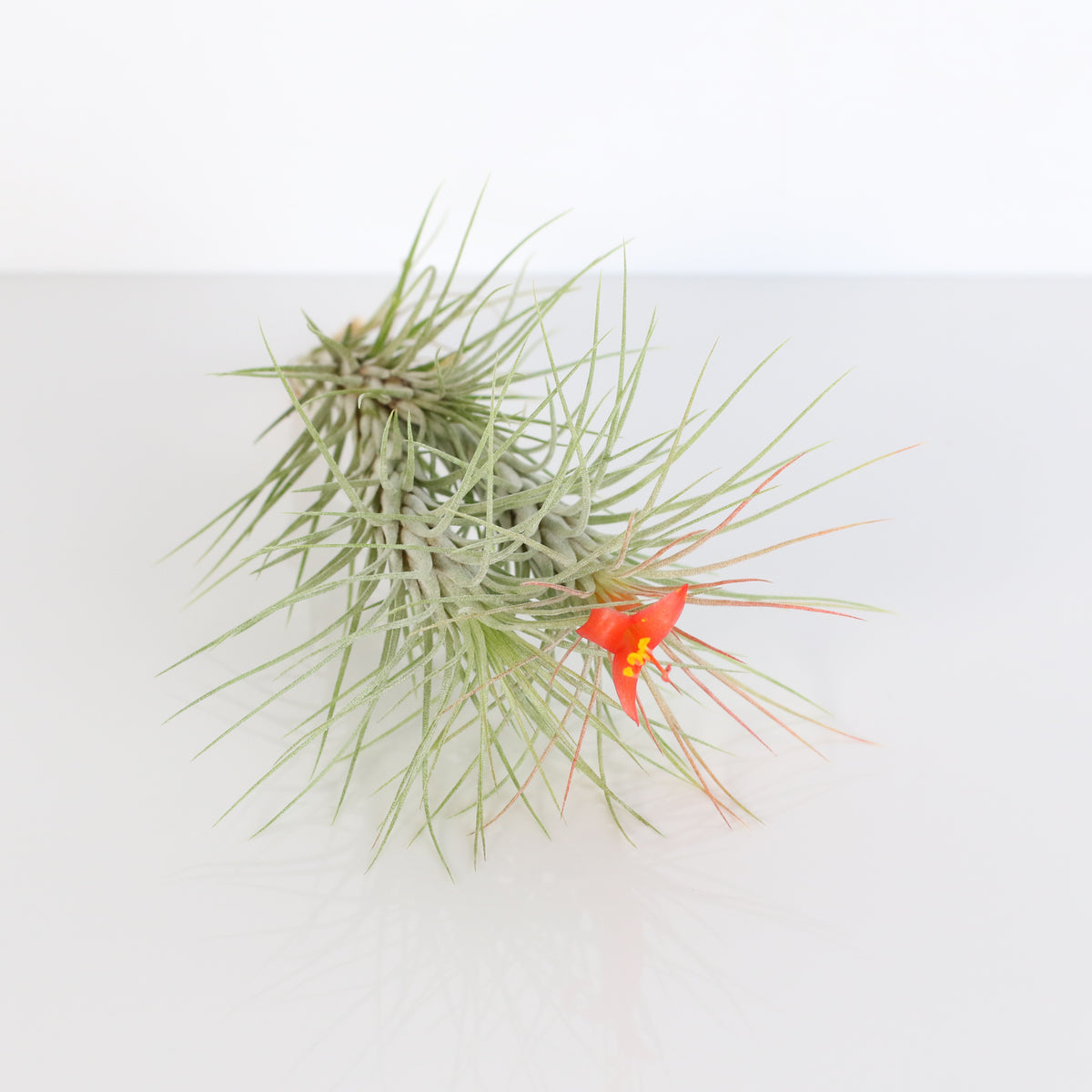 Air Plant Bareroot Tillandsia Funckiana