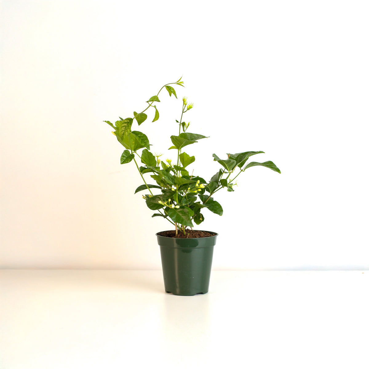 Jasmine 'Belle of India' Jasminum sambac