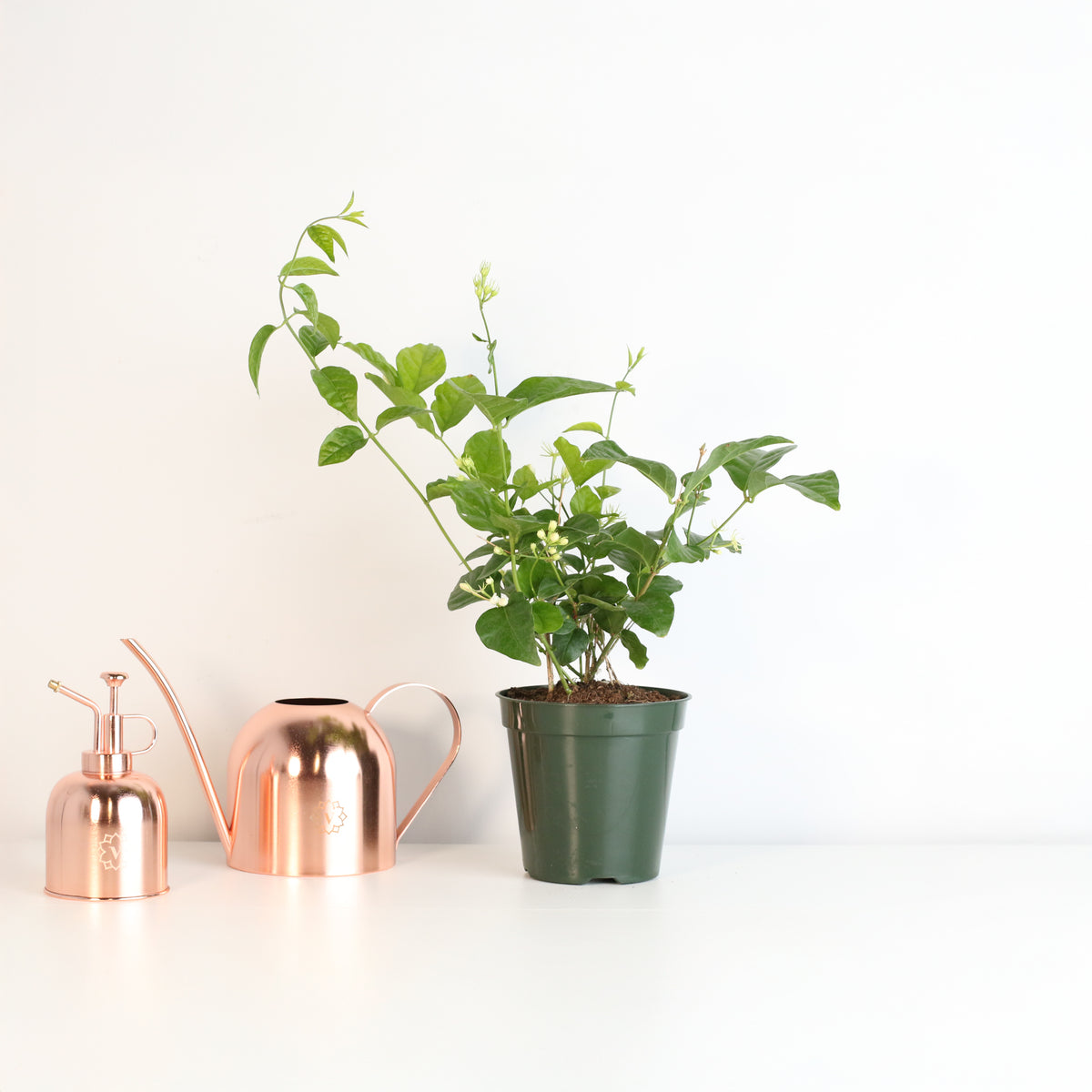 Jasmine 'Belle of India' Jasminum sambac