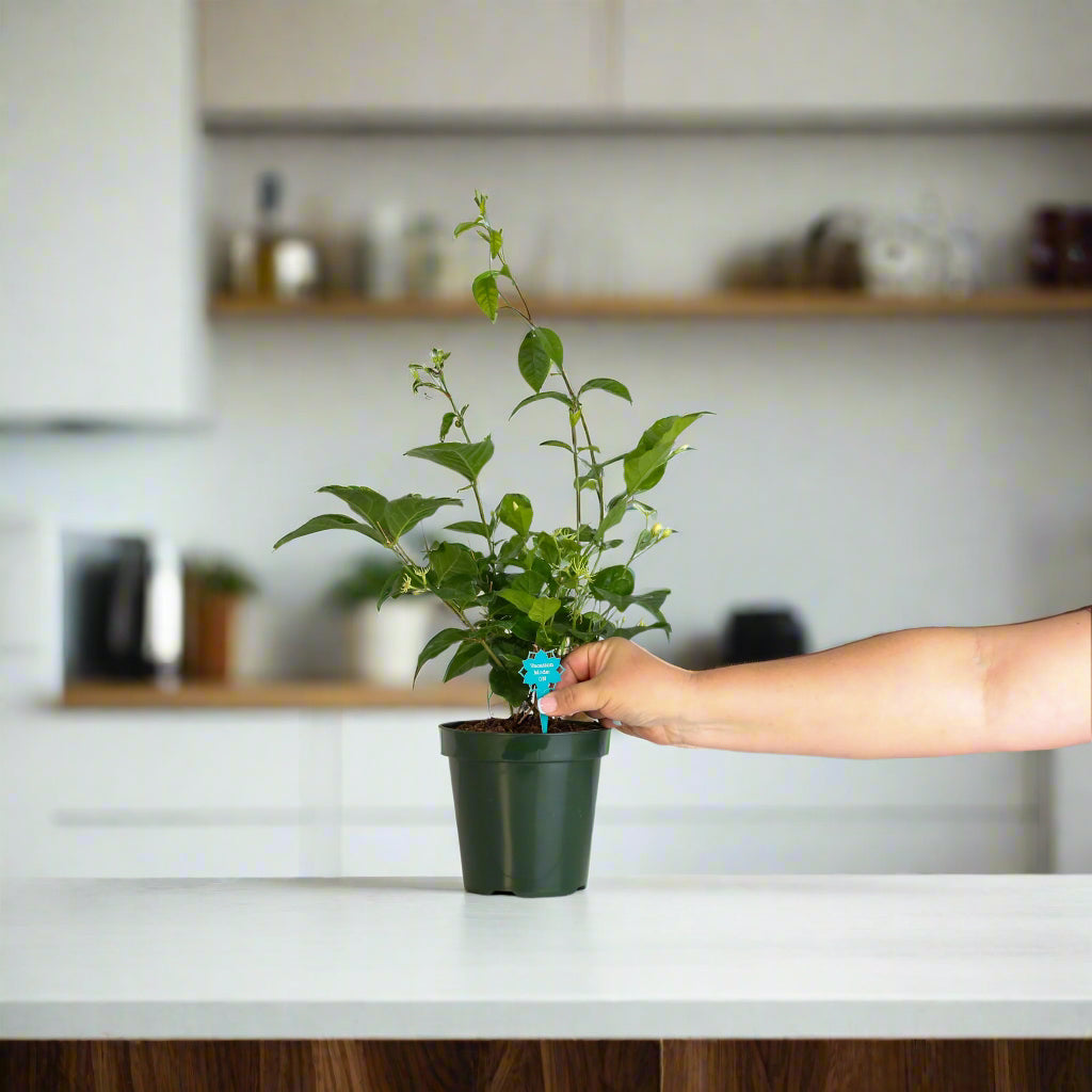 Jasmine 'Belle of India' Jasminum sambac