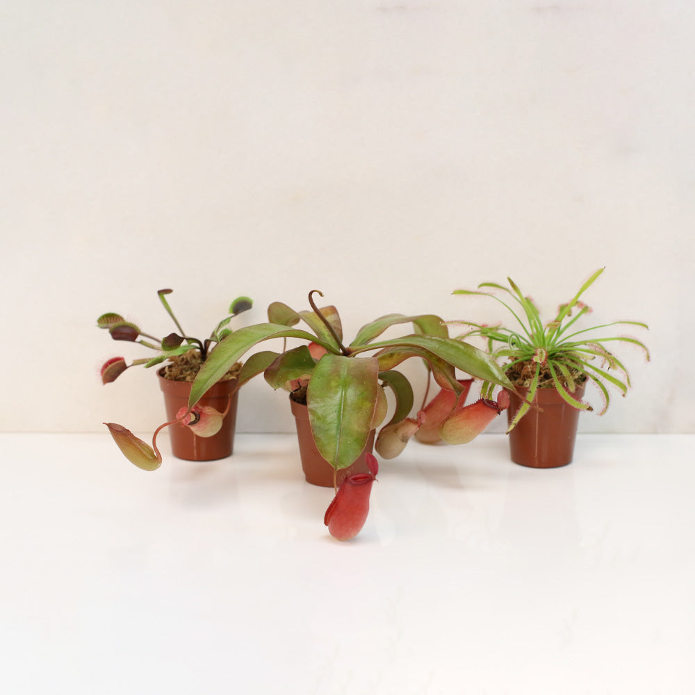 Carnivorous Plant Bundle