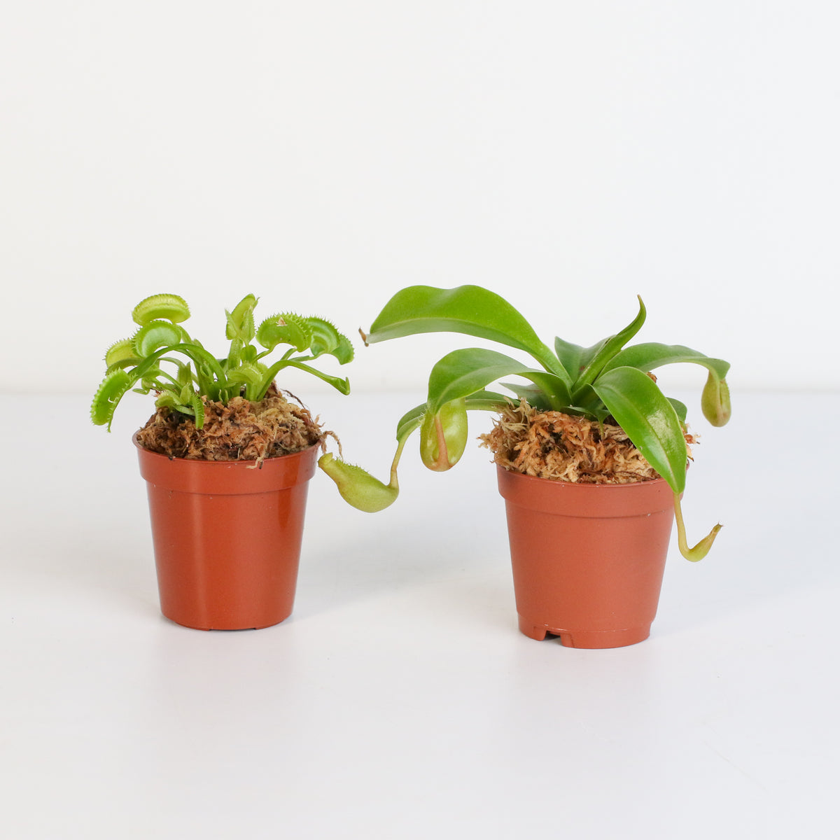 Carnivorous Plant Bundle