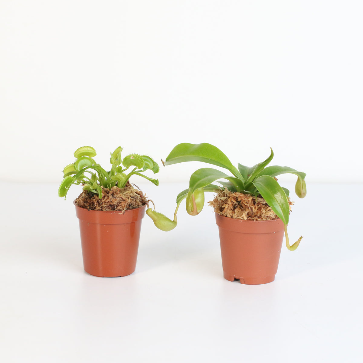 Carnivorous Plant Bundle