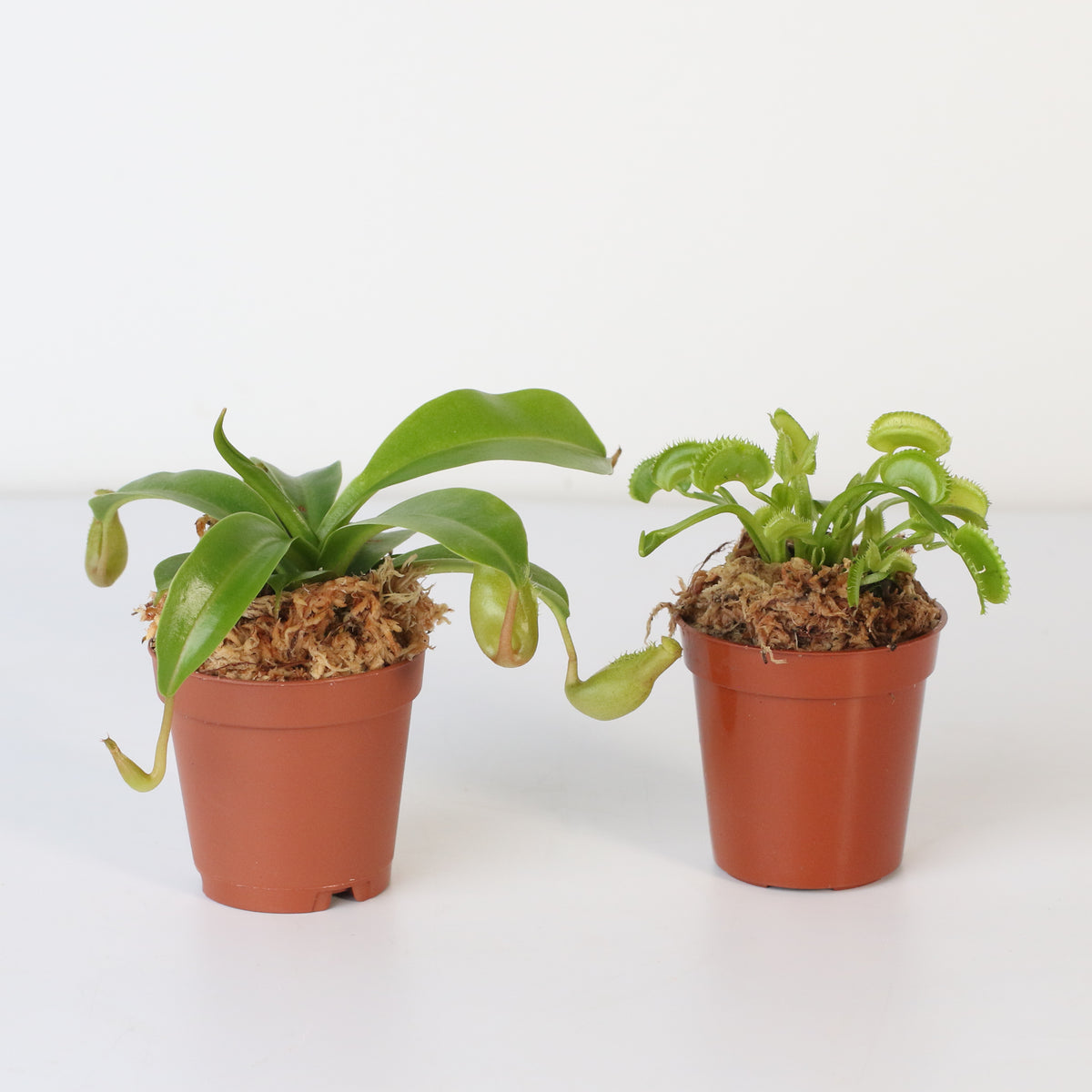 Carnivorous Plant Bundle