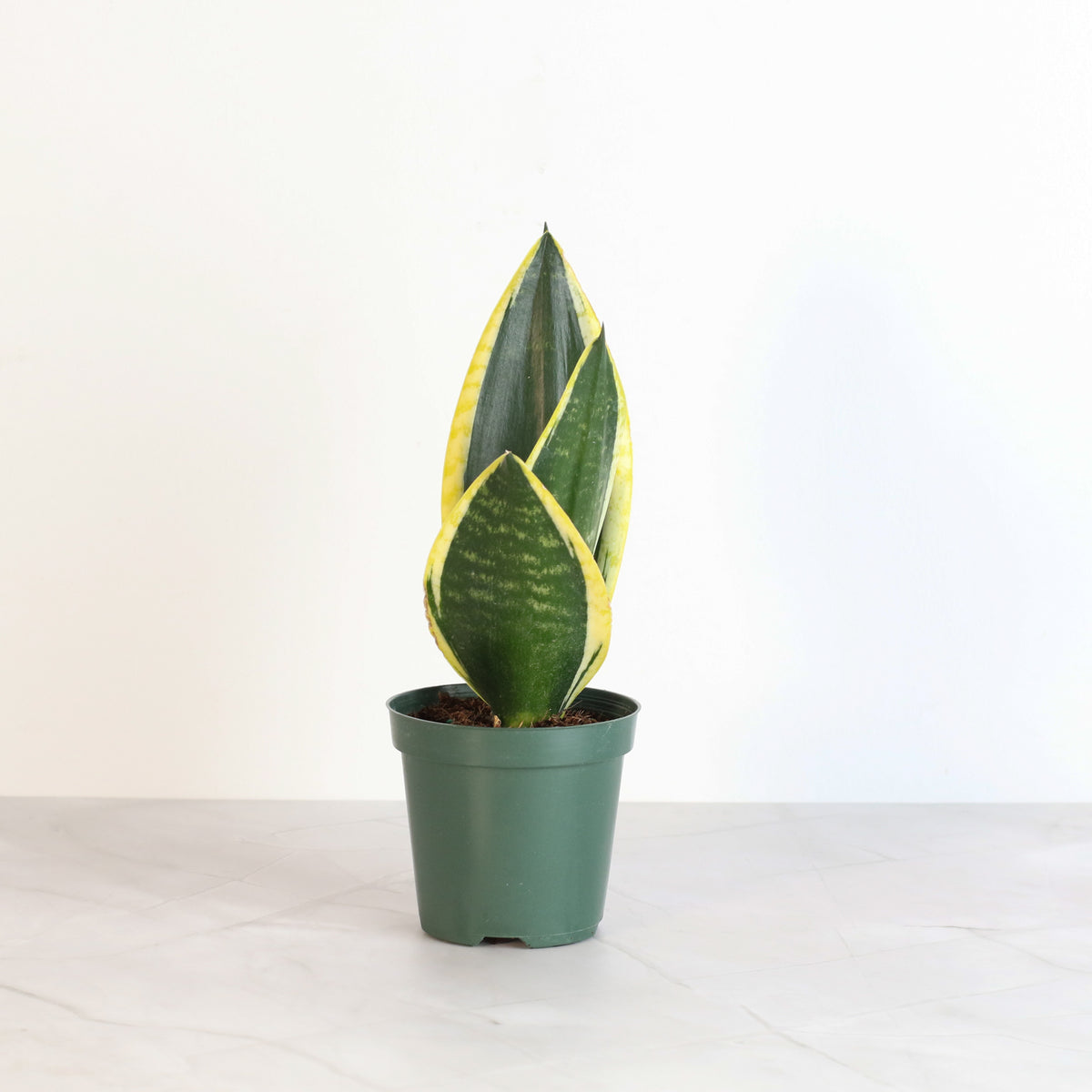 Black Gold Sansevieria Snake Plant