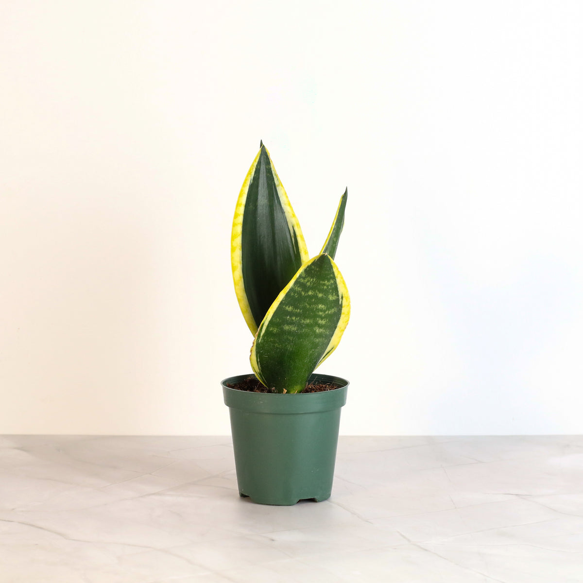Black Gold Sansevieria Snake Plant