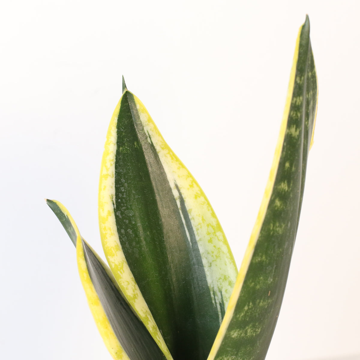 Black Gold Sansevieria Snake Plant