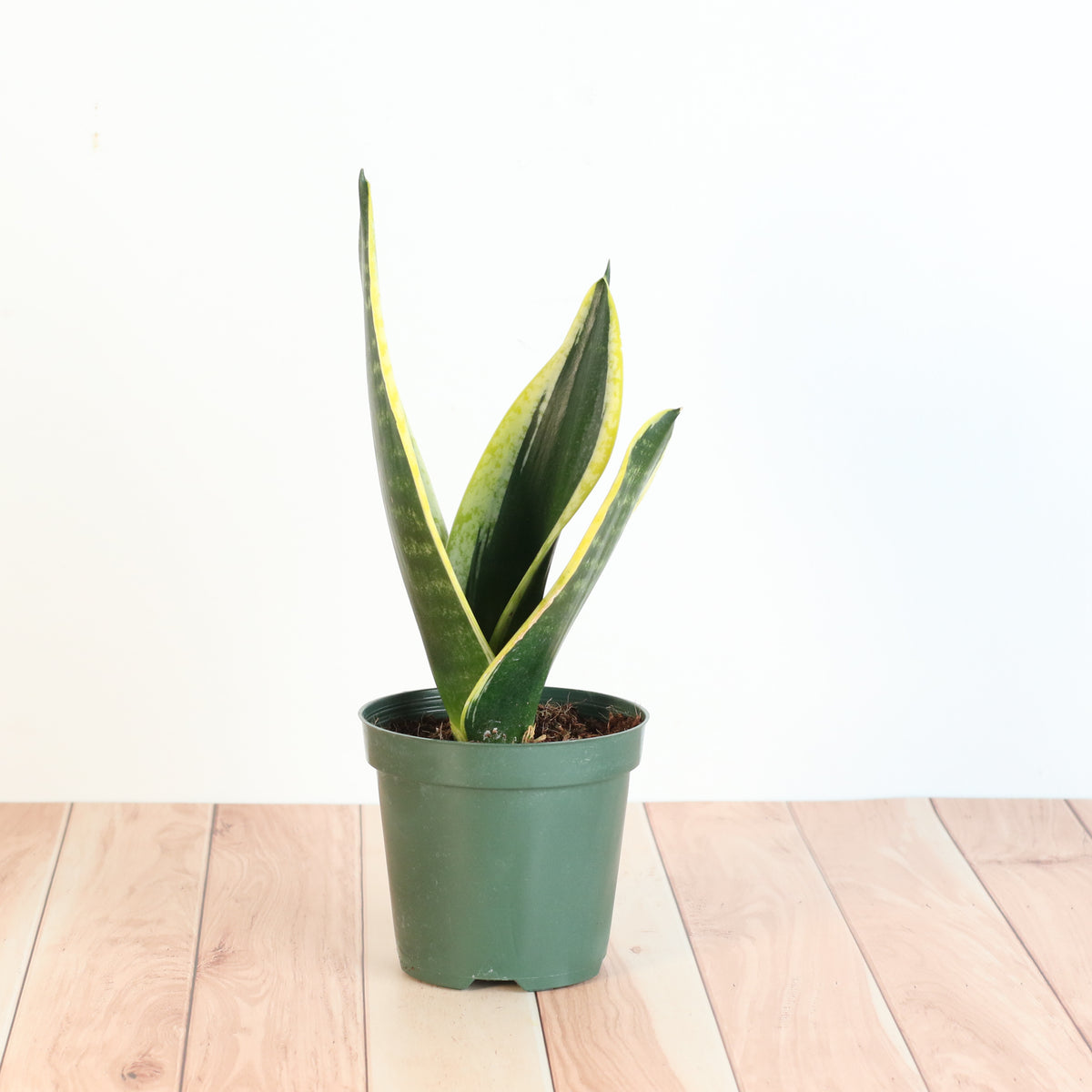 Black Gold Sansevieria Snake Plant