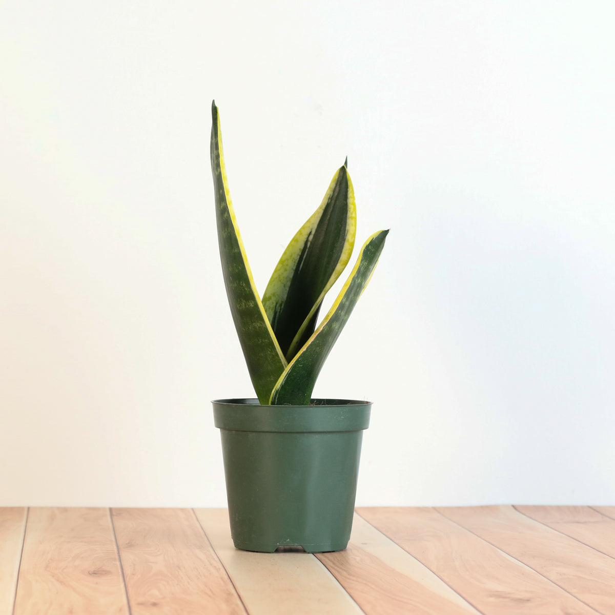 Black Gold Sansevieria Snake Plant