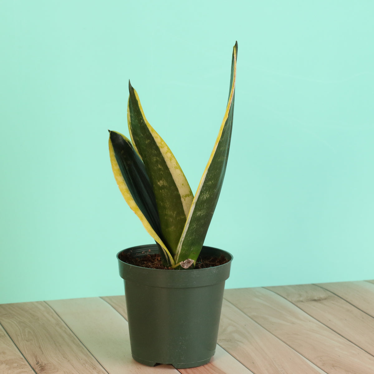 Black Gold Sansevieria Snake Plant