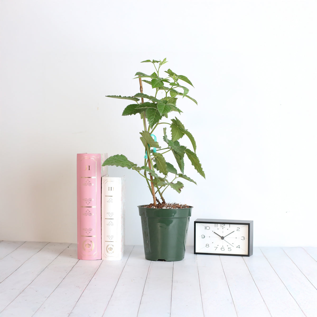 blackberry plant on table