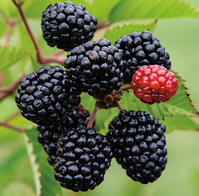 Blackberry 'Prime Ark Freedom'