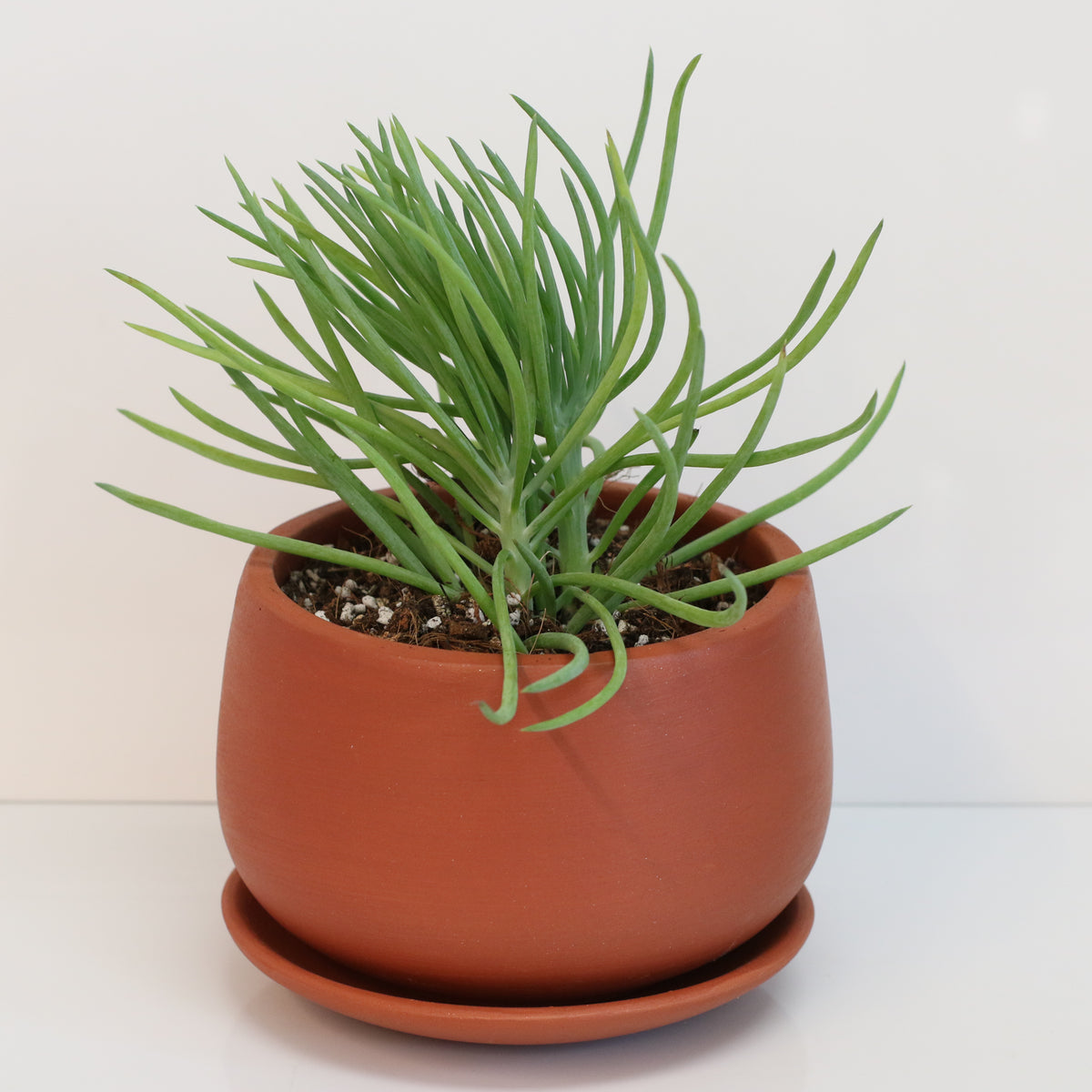 Blue Chalksticks Succulent