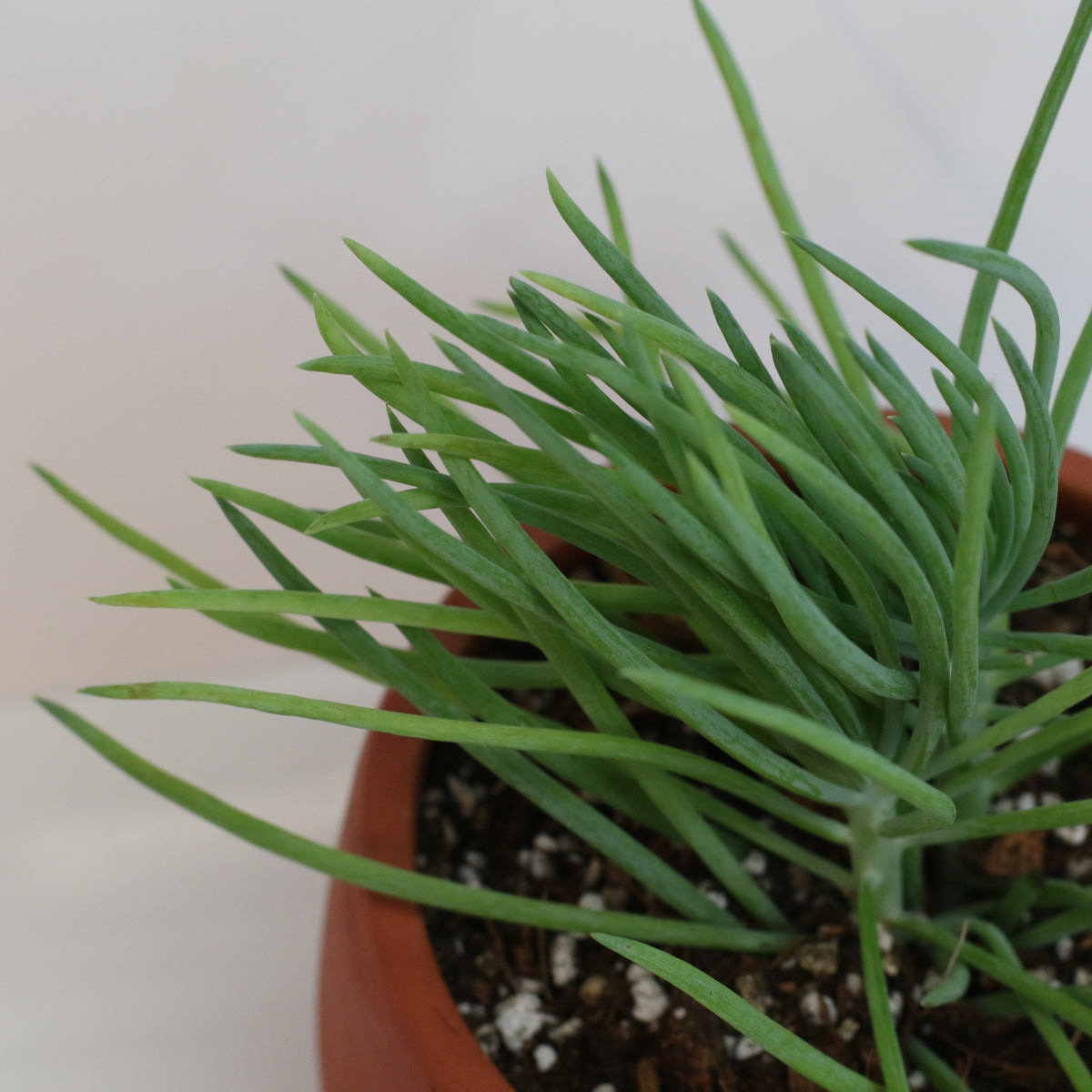 Blue Chalksticks Succulent