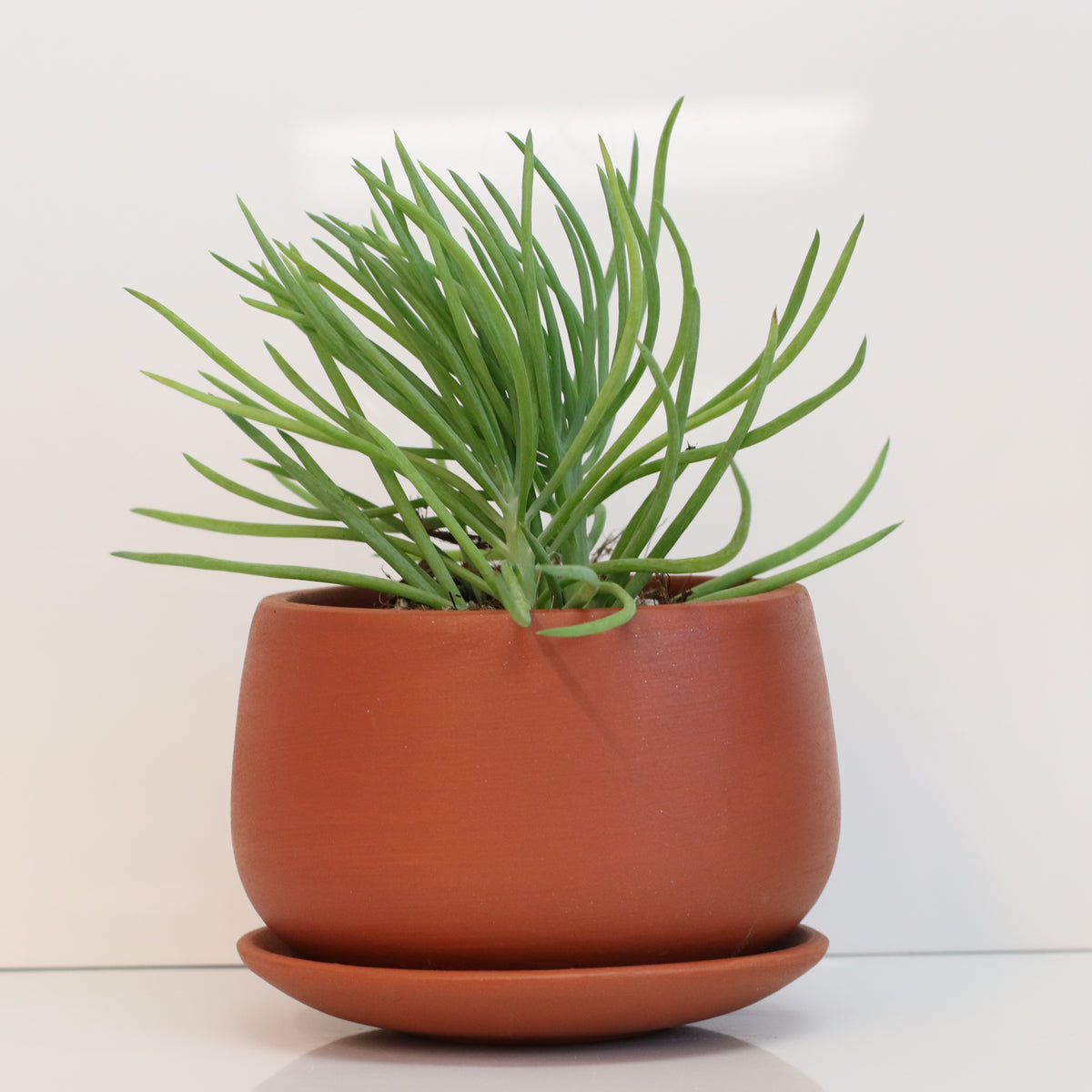 Blue Chalksticks Succulent