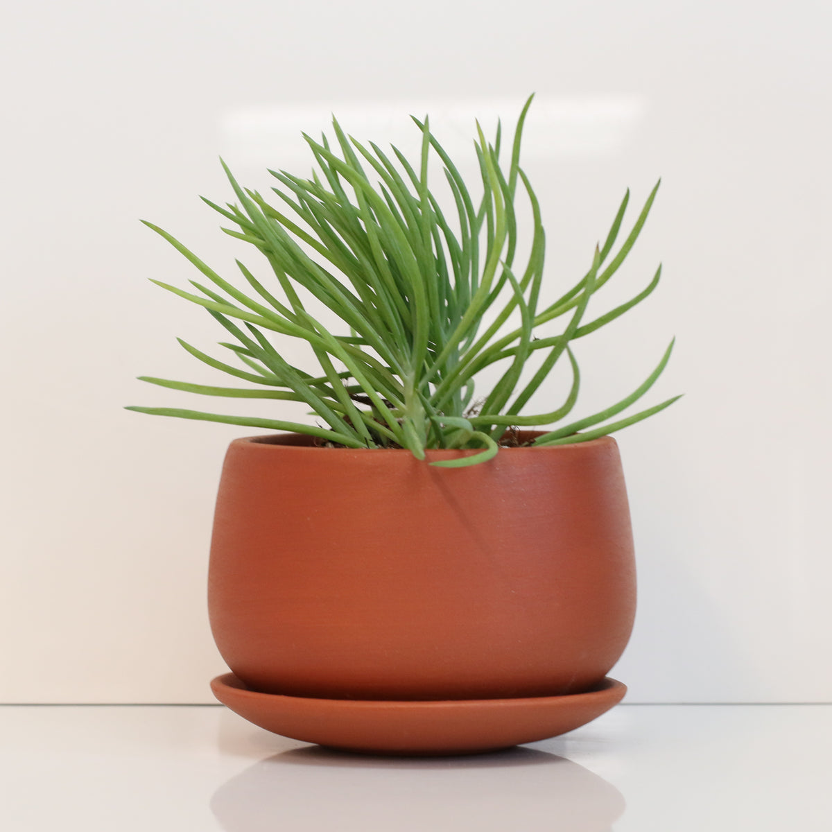 Blue Chalksticks Succulent