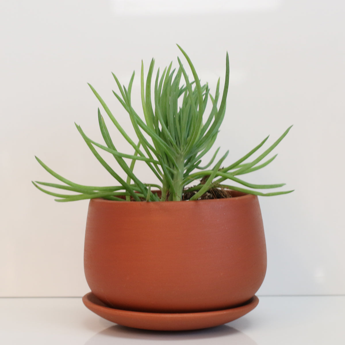 Blue Chalksticks Succulent