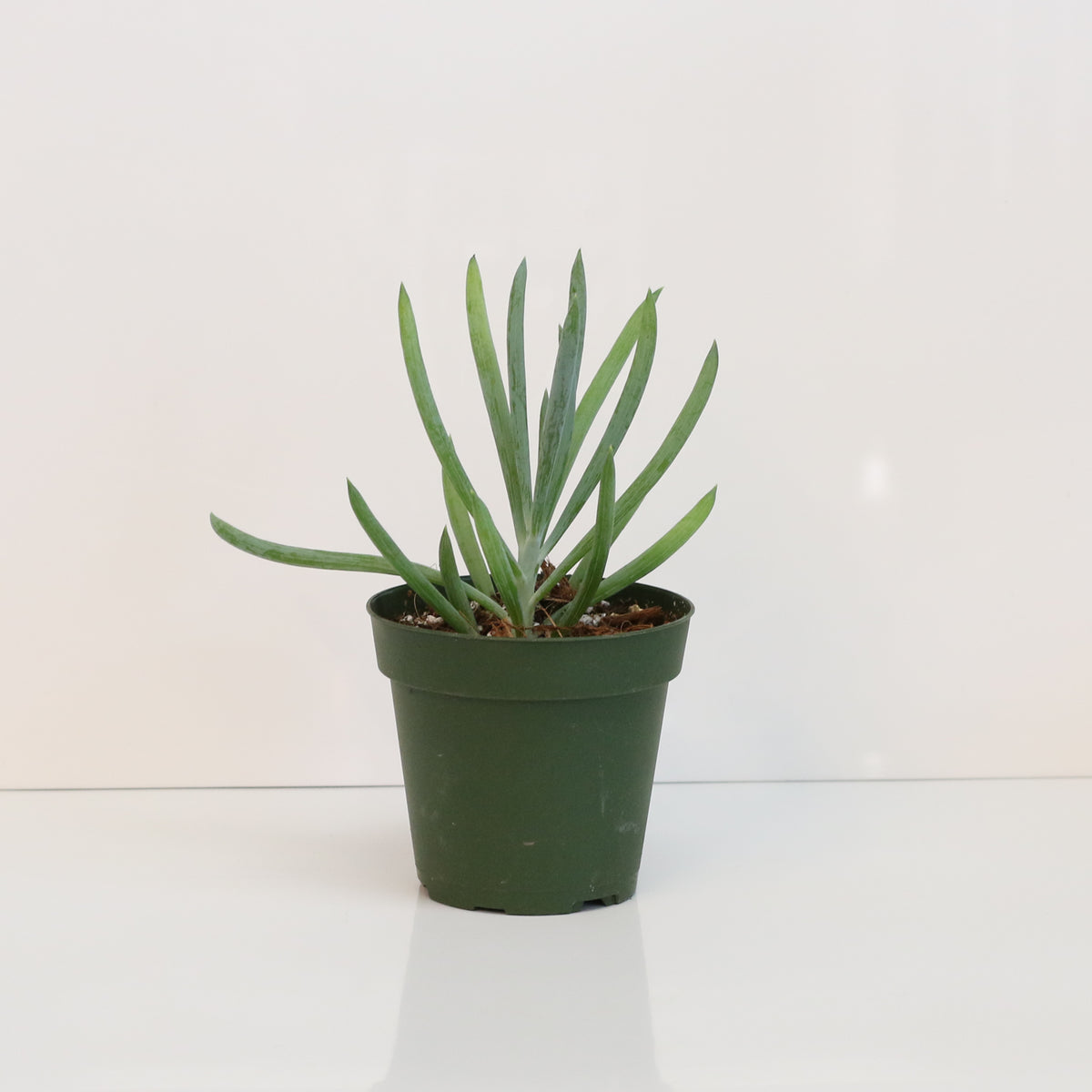 Blue Chalksticks Succulent